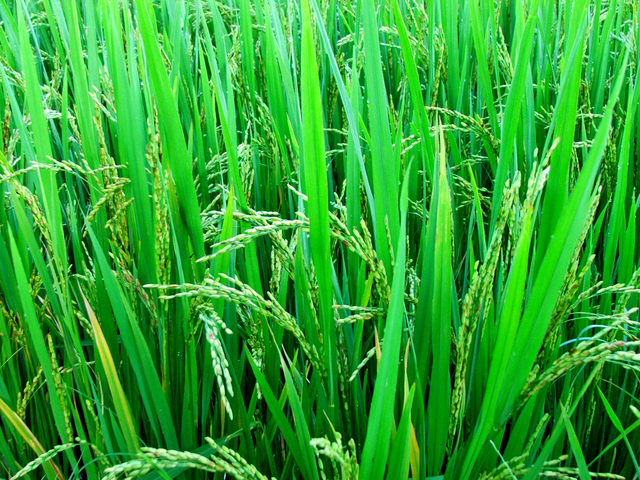  Kharif crops: increase in area coverage