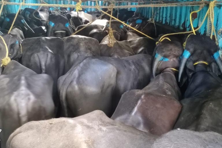  Four held for stuffing 52 buffaloes in containers