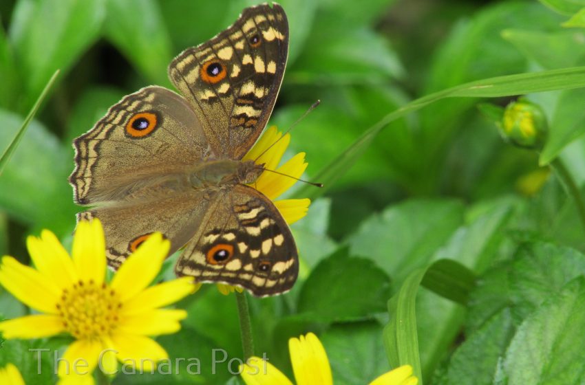  A butterfly enjoying nectar in a park