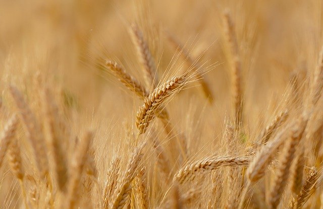 6th e-auction of wheat conducted by Food Corporation of India