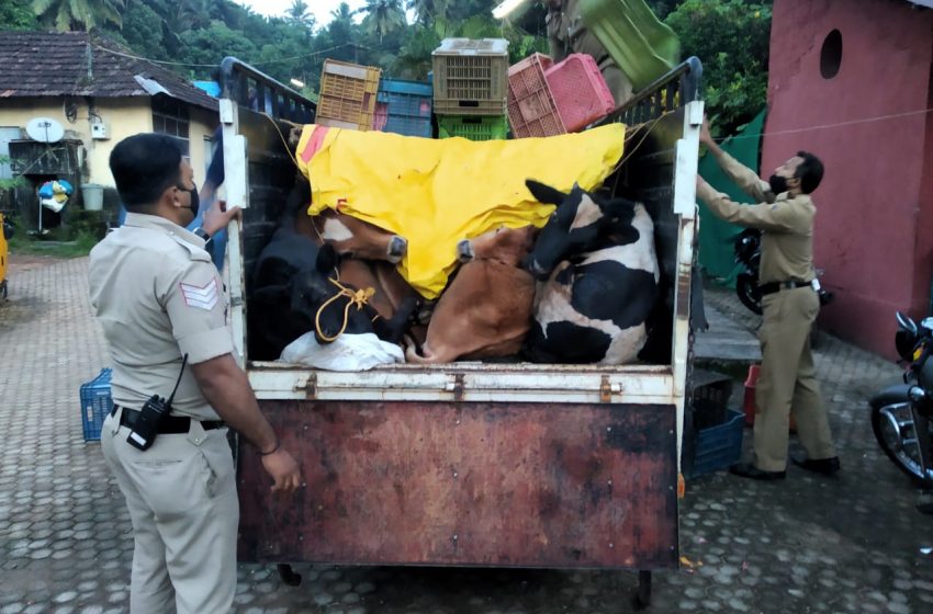  Mangaluru Police special squad to curb cattle theft