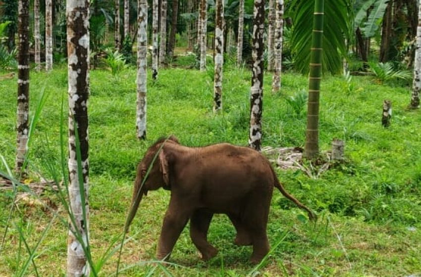  Forest dept takes steps to unite elephant calf with its herd