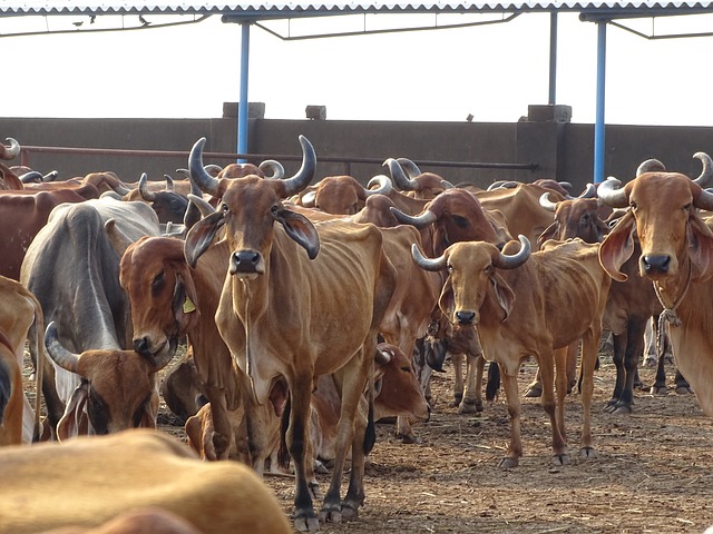  Permission must for dairy farms and ‘Gow Shalas’