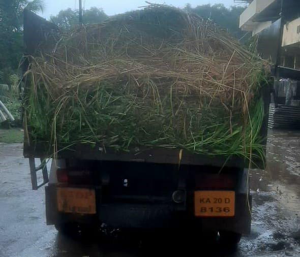  Udupi turns a roadside menace to fodder
