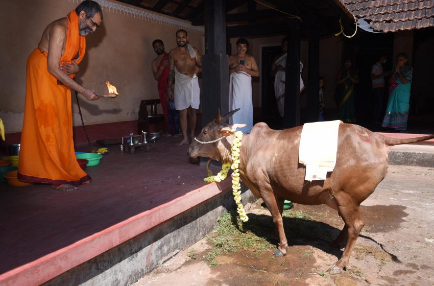  Gow Pooja at Udupi Sri Krishna Matha