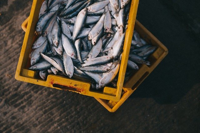  Criminal case against those using formalin as fish preservative