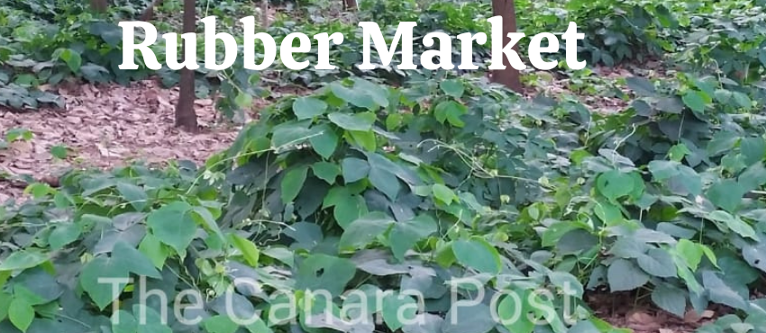  Rubber Market: Jan 29