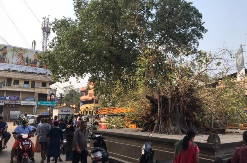  Car Street Ashwatha tree collapses