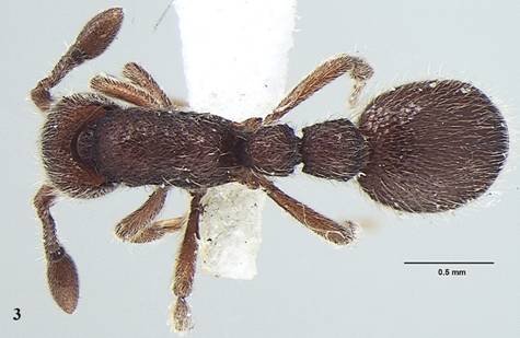  New ant species discovered in Kerala named after Prof. Amitabh Joshi
