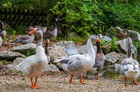 Bird Flu reported from 12 epicenter in four states