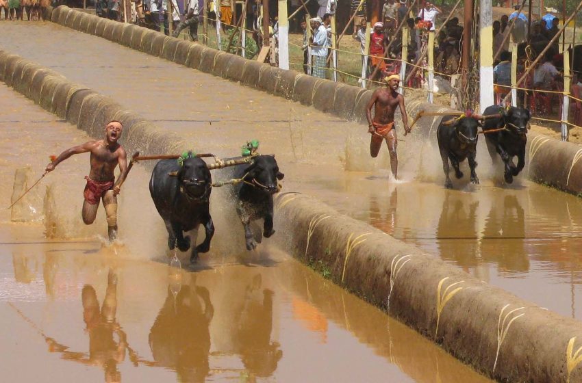  Kambala to commence from Jan end