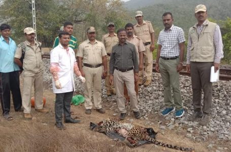 Leopard found dead on railway track