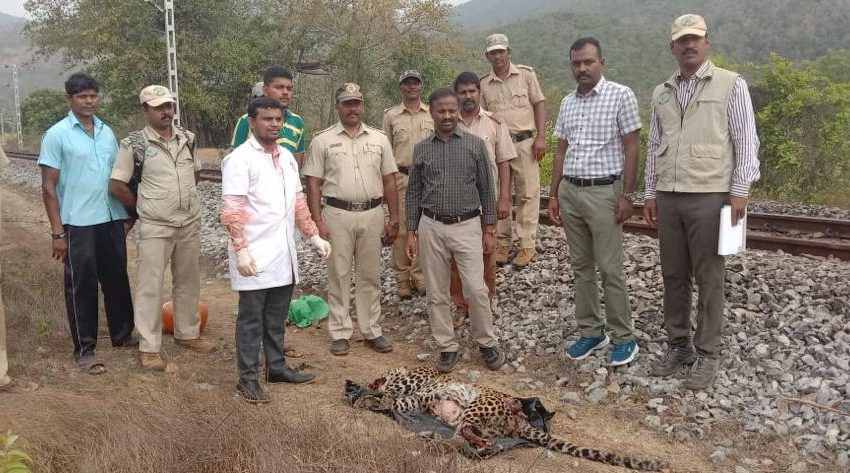  Leopard found dead on railway track