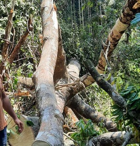  Three killed while cutting down tree near Dharmasthala