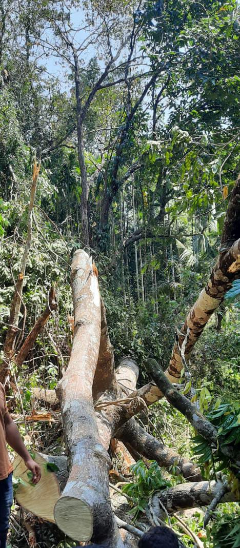 Three killed while cutting down tree near Dharmasthala