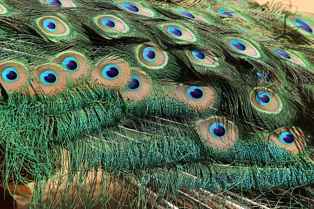  Customs Officials seize 21 lakh peacock tail feathers