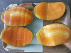  Kota farmer develops mango variety that bears fruits round the year