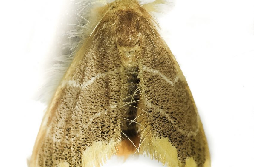  Rare Moth discovered in Mumbai after 129 years