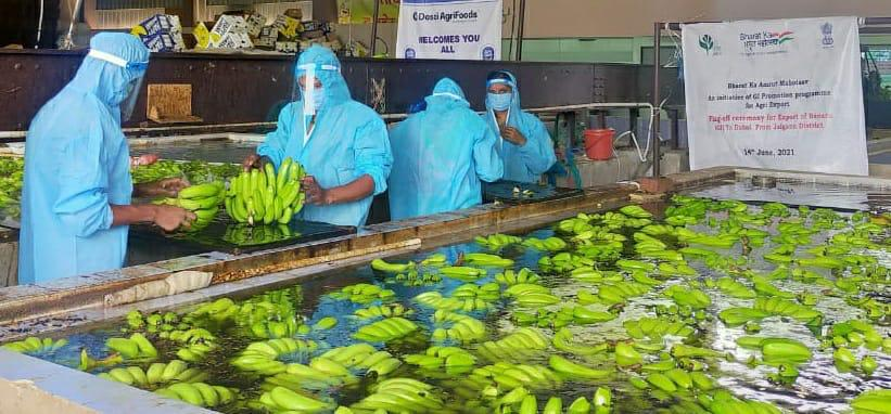  GI certified Jalgaon banana exported to Dubai