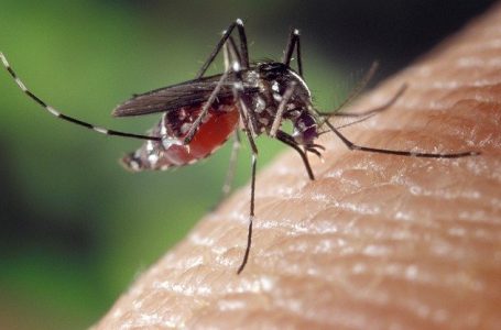 Zika Virus: Dakshina Kannada DC issues guidelines