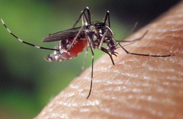  Zika Virus: Dakshina Kannada DC issues guidelines