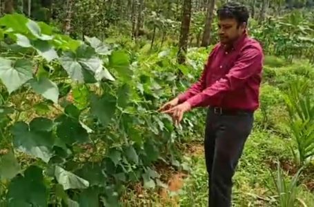 This teacher tries vertical cucumber cultivation for more productivity