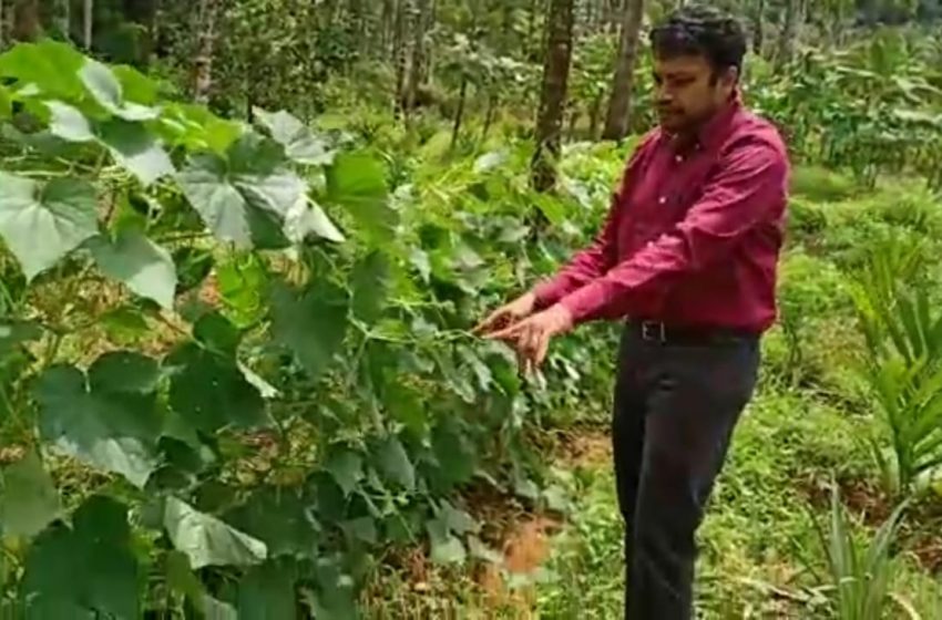  This teacher tries vertical cucumber cultivation for more productivity