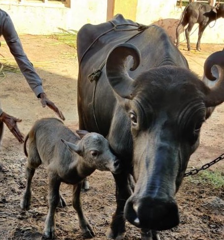  India’s First Banni Buffalo IVF Calf Born