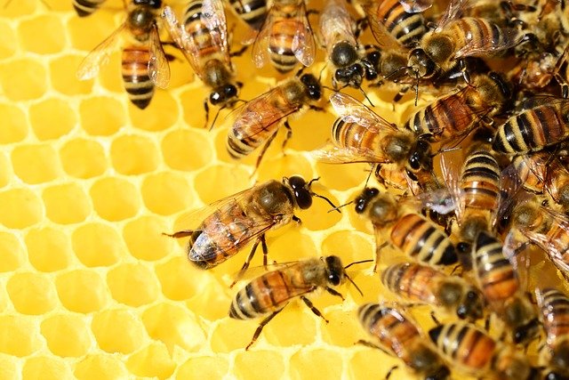  APEDA working in collaboration with state governments, farmers to boost honey exports
