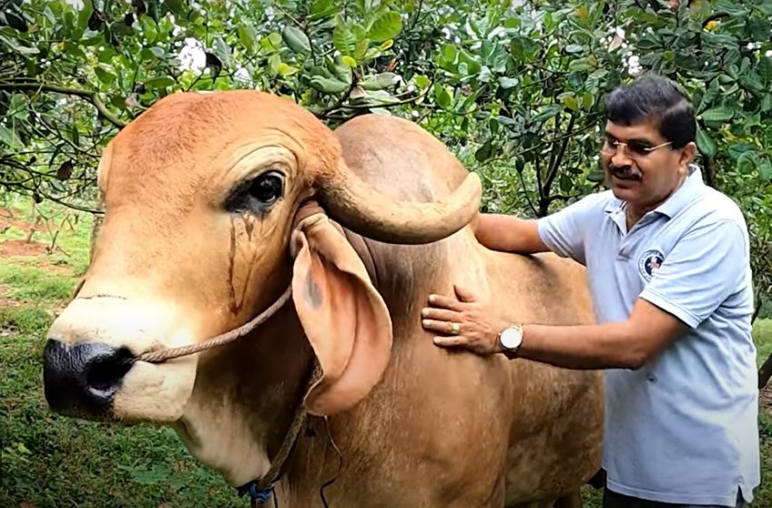  Engineer’s love for Desi Cows