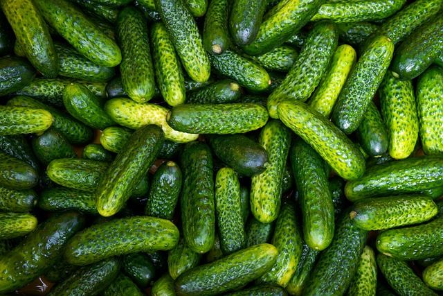  India emerges as largest exporters of cucumber and gherkins in the world