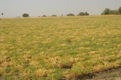  Climate change likely to favor soil-borne plant pathogens for diseases like dry root rot of chickpea
